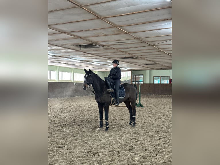 Hannover Castrone 5 Anni 166 cm Baio scuro in Teupitz