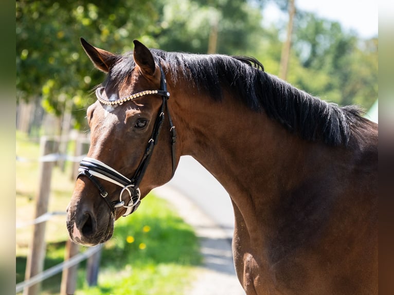 Hannover Castrone 5 Anni 166 cm Baio scuro in Gleichen