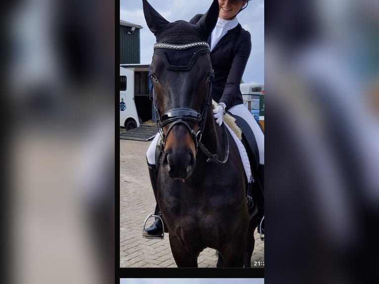 Hannover Castrone 5 Anni 166 cm Baio scuro in Uden