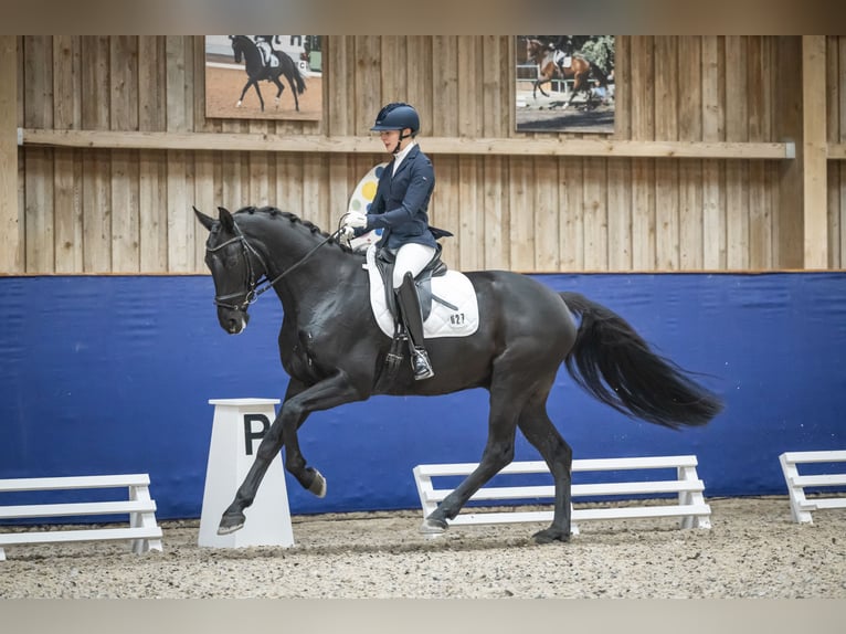 Hannover Castrone 5 Anni 166 cm Morello in Ubstadt-Weiher