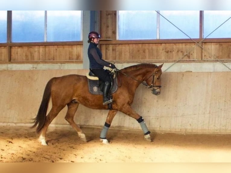 Hannover Castrone 5 Anni 166 cm Sauro scuro in Fenkesees