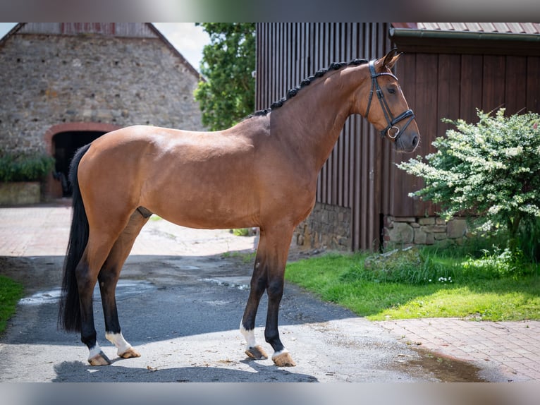 Hannover Castrone 5 Anni 167 cm Baio in Bramsche