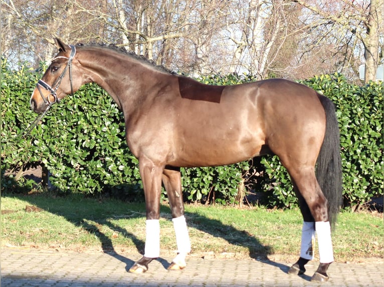 Hannover Castrone 5 Anni 167 cm Baio in Selsingen