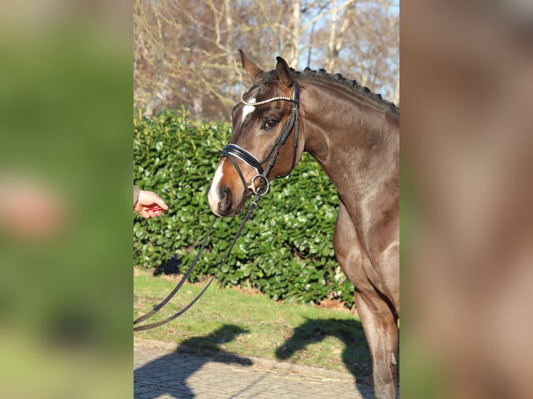 Hannover Castrone 5 Anni 167 cm Baio in Selsingen