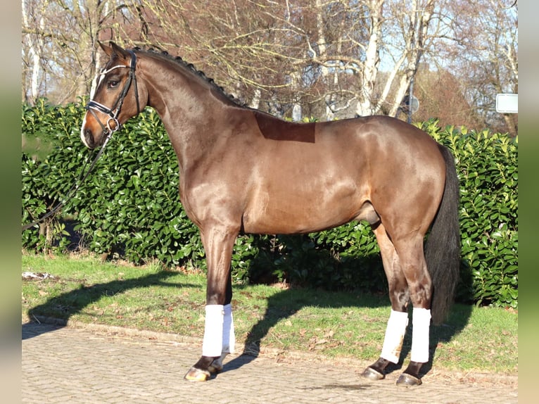 Hannover Castrone 5 Anni 167 cm Baio in Selsingen