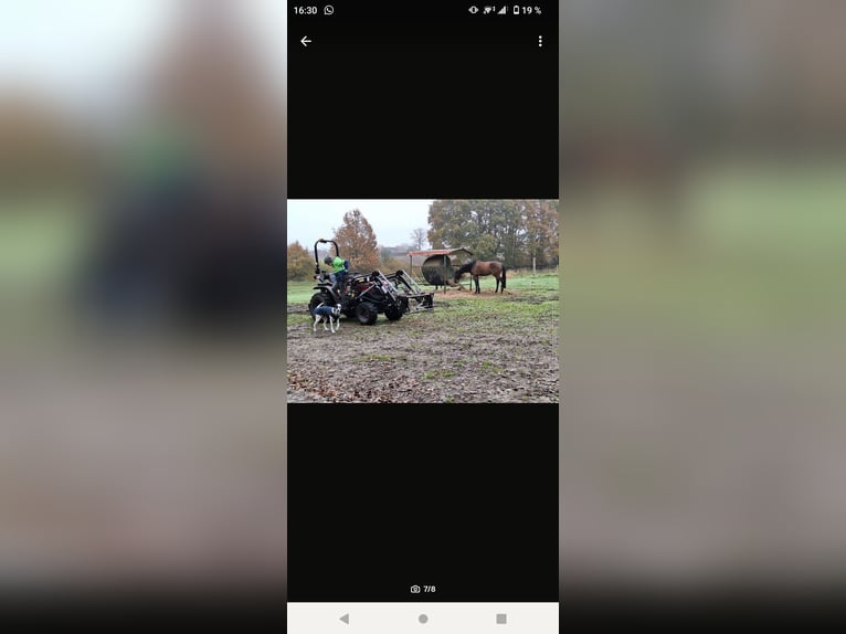 Hannover Castrone 5 Anni 167 cm Baio in Hambergen