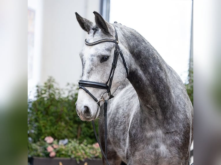 Hannover Castrone 5 Anni 167 cm Baio nero in Verden