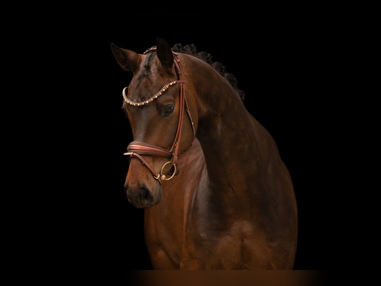 Hannover Castrone 5 Anni 167 cm Baio scuro in Wehringen