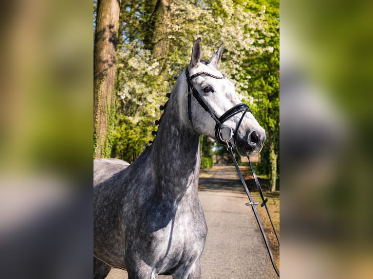 Hannover Castrone 5 Anni 167 cm Grigio in Fürstenau