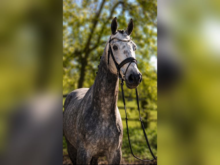 Hannover Castrone 5 Anni 167 cm Grigio in Fürstenau