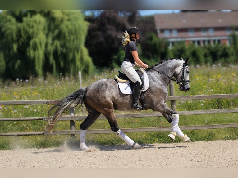 Hannover Castrone 5 Anni 167 cm Grigio in Fürstenau