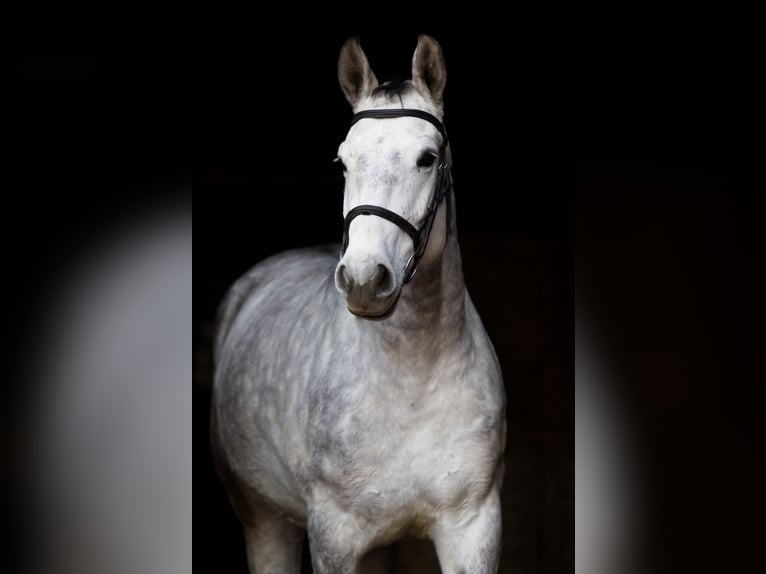 Hannover Castrone 5 Anni 167 cm Grigio pezzato in Preußisch Oldendorf