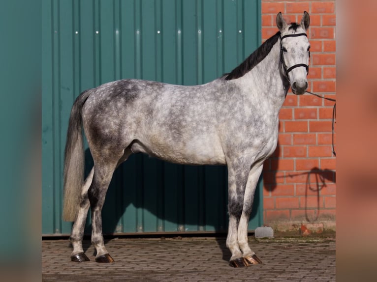 Hannover Castrone 5 Anni 167 cm Grigio pezzato in Preußisch Oldendorf