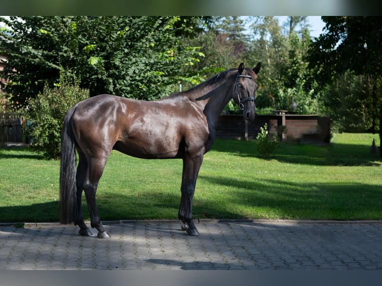 Hannover Castrone 5 Anni 167 cm Morello in Wustrow-Teplingen