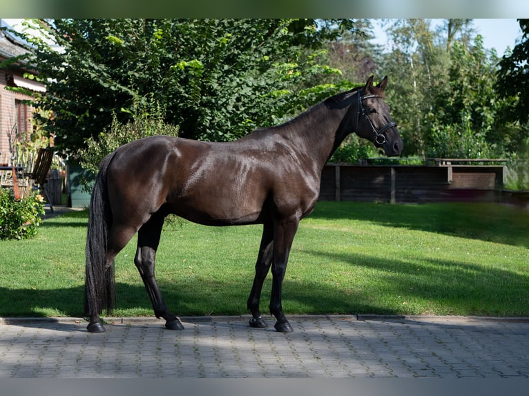 Hannover Castrone 5 Anni 167 cm Morello in Wustrow-Teplingen