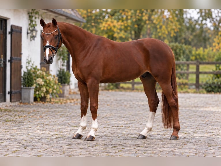 Hannover Castrone 5 Anni 167 cm Sauro in Helvécia
