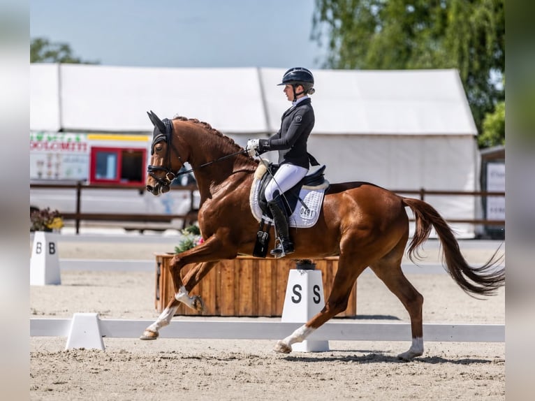 Hannover Castrone 5 Anni 167 cm Sauro in Wietze