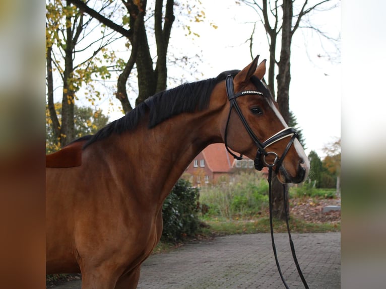 Hannover Castrone 5 Anni 168 cm Baio in Kutenholz