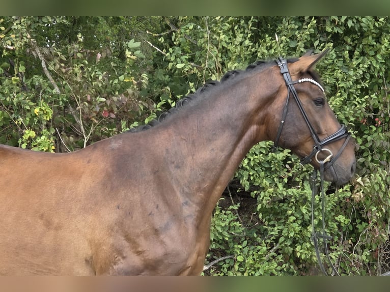 Hannover Castrone 5 Anni 168 cm Baio in Womrath
