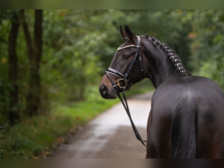 Hannover Castrone 5 Anni 168 cm Baio in Misselwarden