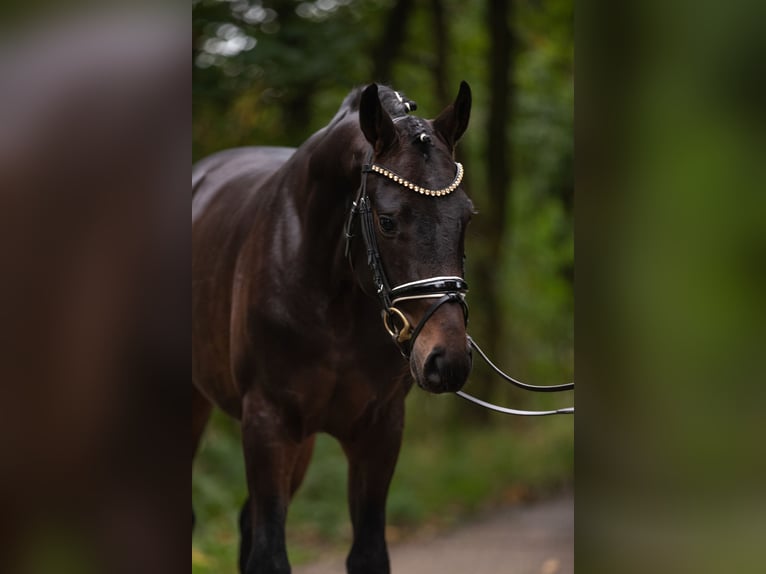 Hannover Castrone 5 Anni 168 cm Baio in Misselwarden