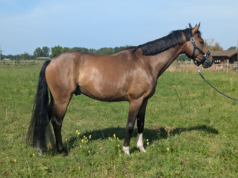 Hannover Castrone 5 Anni 168 cm Baio in Einhausen