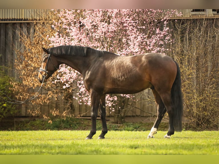 Hannover Castrone 5 Anni 168 cm Baio in Schwäbisch Hall