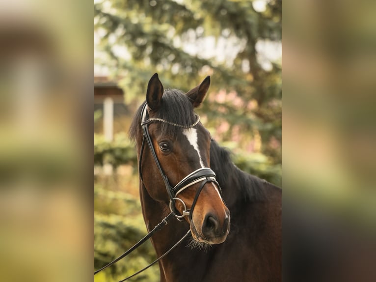 Hannover Castrone 5 Anni 168 cm Baio in Schwäbisch Hall