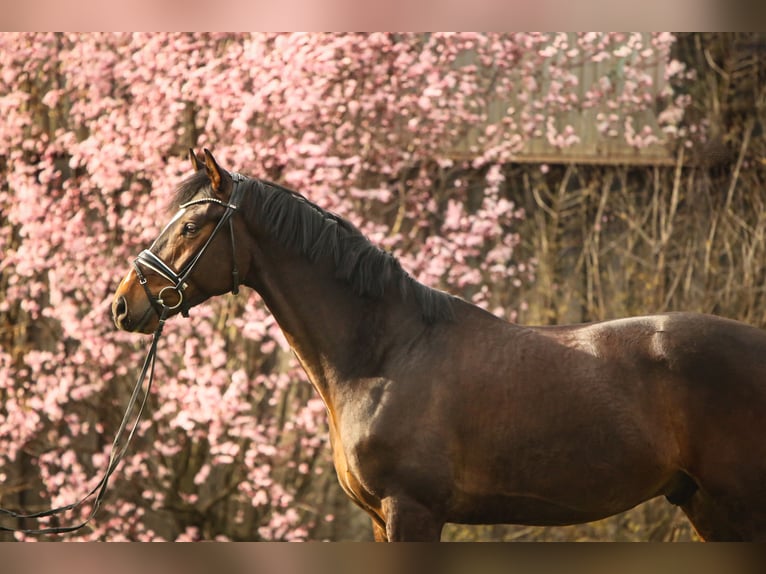 Hannover Castrone 5 Anni 168 cm Baio in Schwäbisch Hall