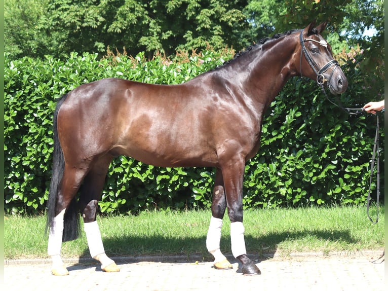 Hannover Castrone 5 Anni 168 cm Baio in Selsingen