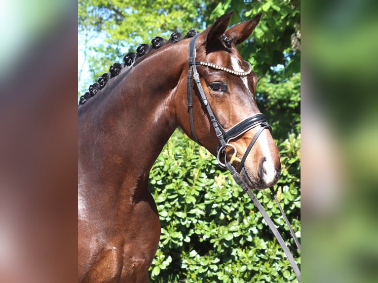 Hannover Castrone 5 Anni 168 cm Baio in Selsingen
