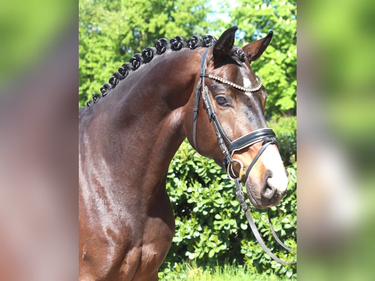 Hannover Castrone 5 Anni 168 cm Baio in Selsingen