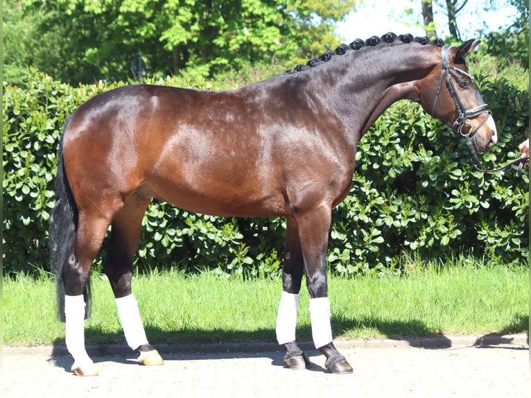 Hannover Castrone 5 Anni 168 cm Baio in Selsingen