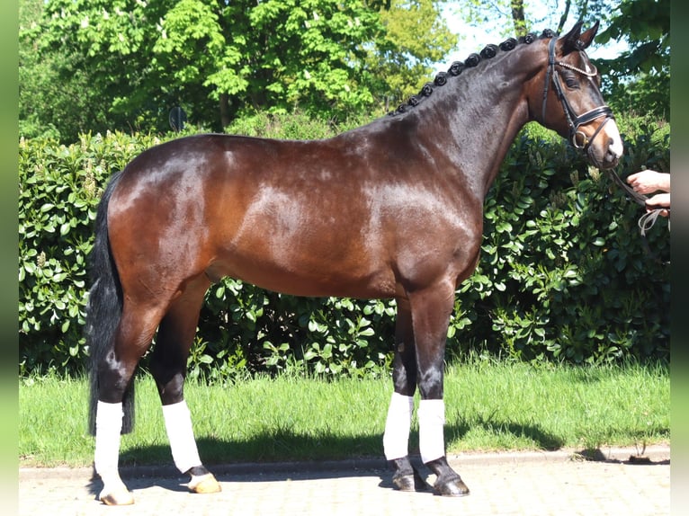 Hannover Castrone 5 Anni 168 cm Baio in Selsingen