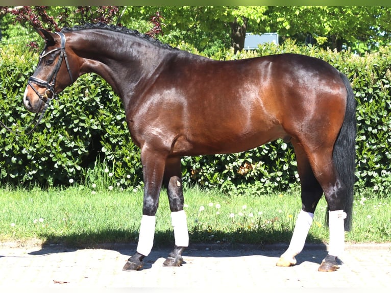 Hannover Castrone 5 Anni 168 cm Baio in Selsingen