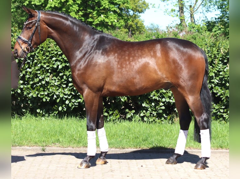 Hannover Castrone 5 Anni 168 cm Baio in Selsingen