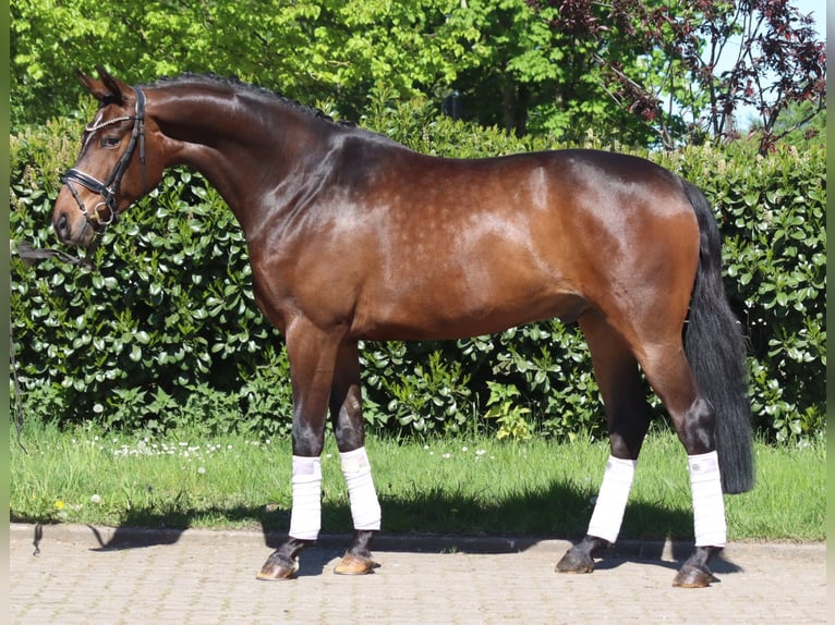 Hannover Castrone 5 Anni 168 cm Baio in Selsingen