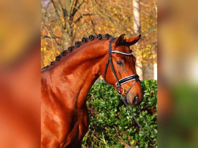 Hannover Castrone 5 Anni 168 cm Baio in Selsingen