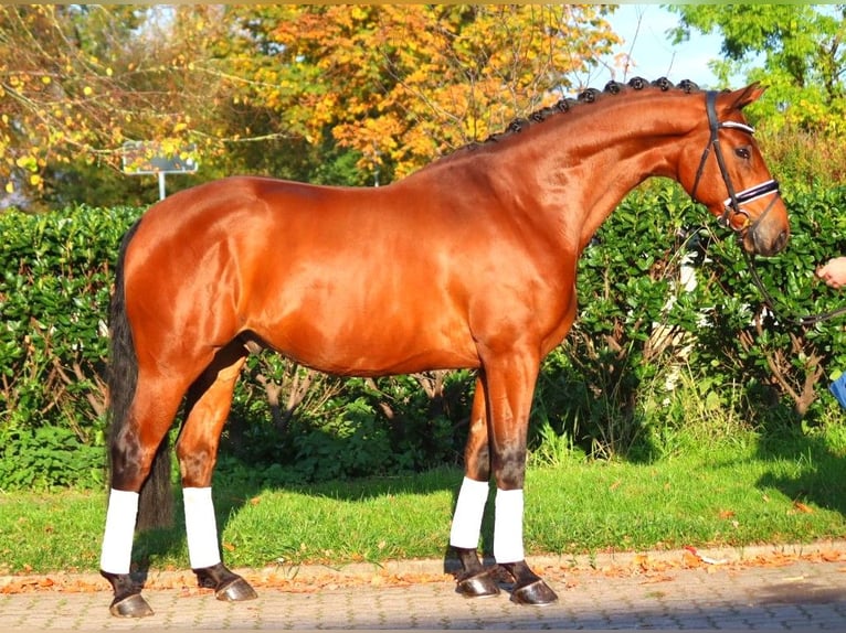 Hannover Castrone 5 Anni 168 cm Baio in Selsingen