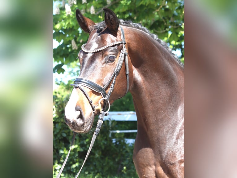 Hannover Castrone 5 Anni 168 cm Baio in Selsingen