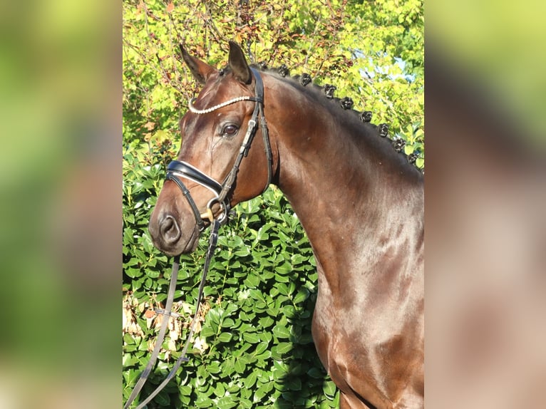 Hannover Castrone 5 Anni 168 cm Baio in Selsingen