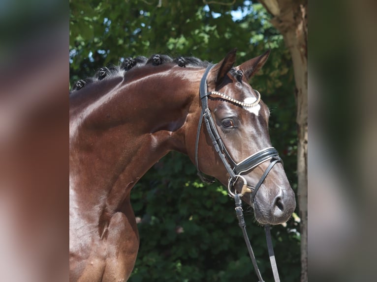 Hannover Castrone 5 Anni 168 cm Baio in Selsingen