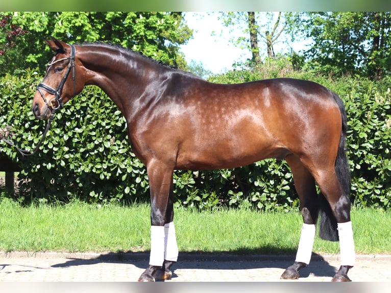 Hannover Castrone 5 Anni 168 cm Baio in Selsingen