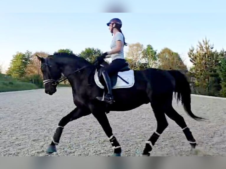 Hannover Castrone 5 Anni 168 cm Baio nero in Böheimkirchen