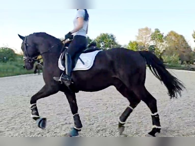 Hannover Castrone 5 Anni 168 cm Baio nero in Böheimkirchen