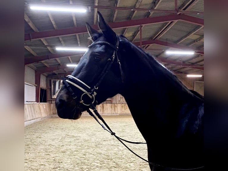 Hannover Castrone 5 Anni 168 cm Baio nero in Böheimkirchen