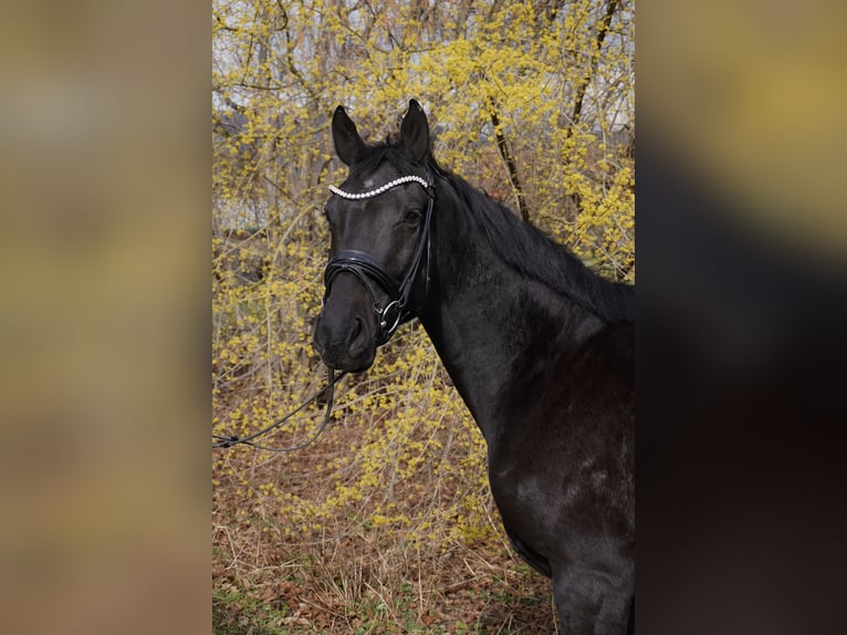 Hannover Castrone 5 Anni 168 cm Baio nero in Springe