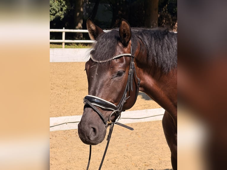 Hannover Castrone 5 Anni 168 cm Baio nero in Hamm