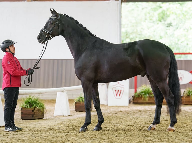 Hannover Castrone 5 Anni 168 cm Baio nero in Münster-Handorf