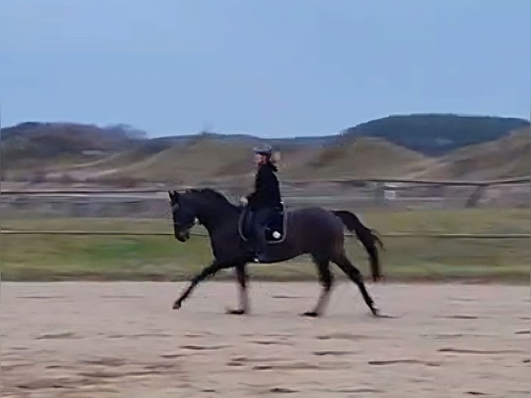 Hannover Castrone 5 Anni 168 cm Baio nero in Raben Steinfeld